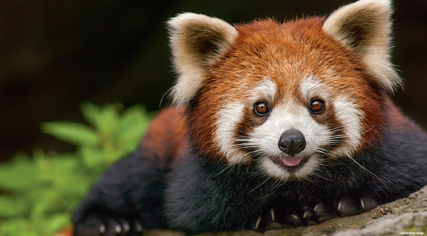 Please call me a red panda